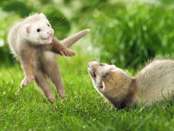 Twee fretten spelen op het gras, waarvan één opspringt