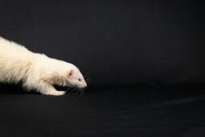 Langharige witte fret lopend over een zwarte ondergrond