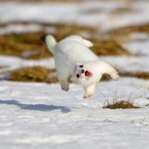 Witte fret springt speels door de sneeuw, met open bek en gespitste houding